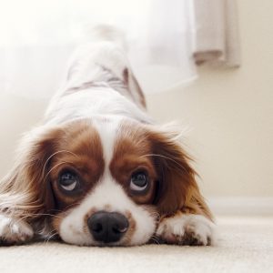 Checklist for bringing home a new puppy